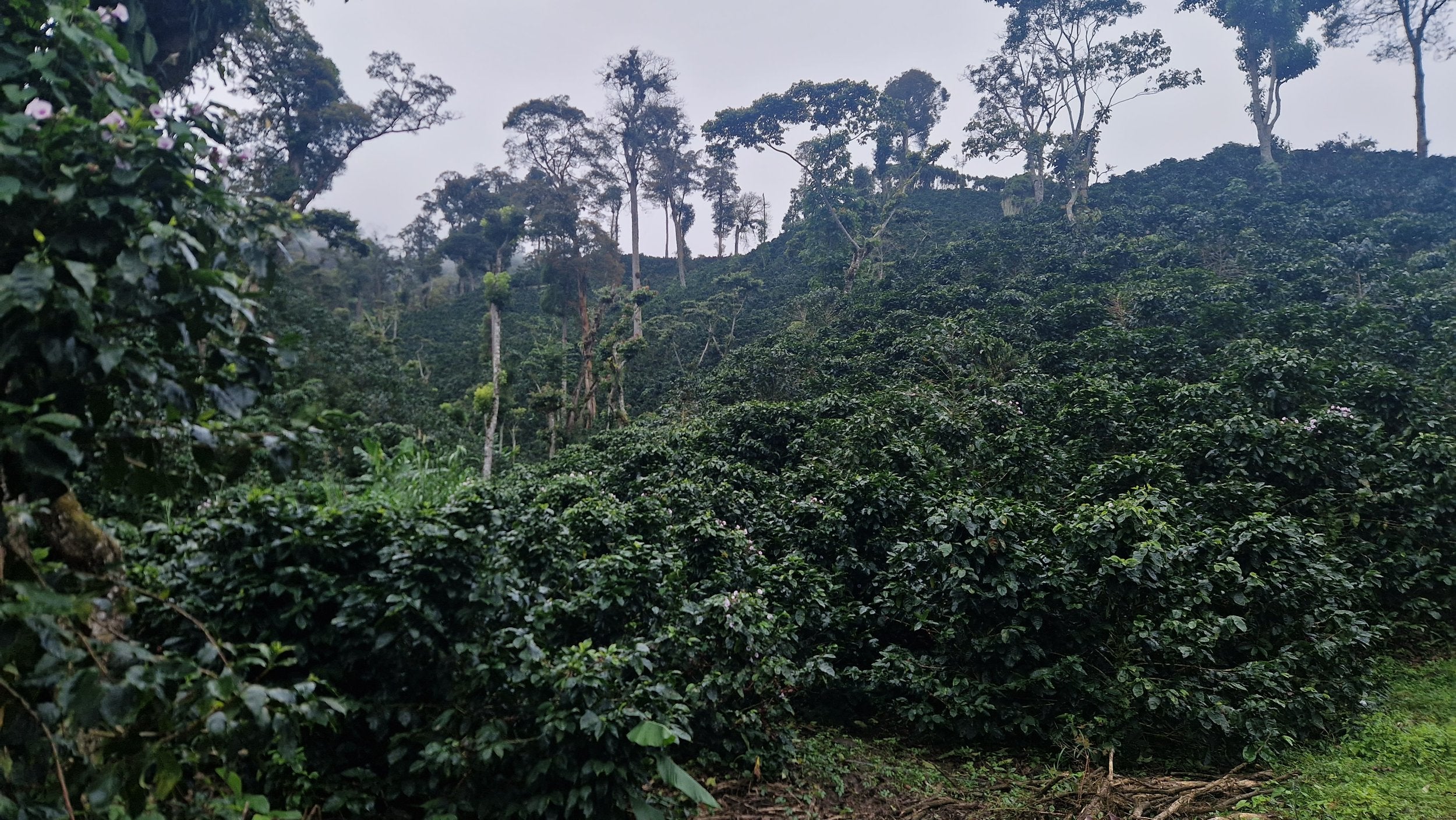 Nicaragua "El Jaguar" - Espresso