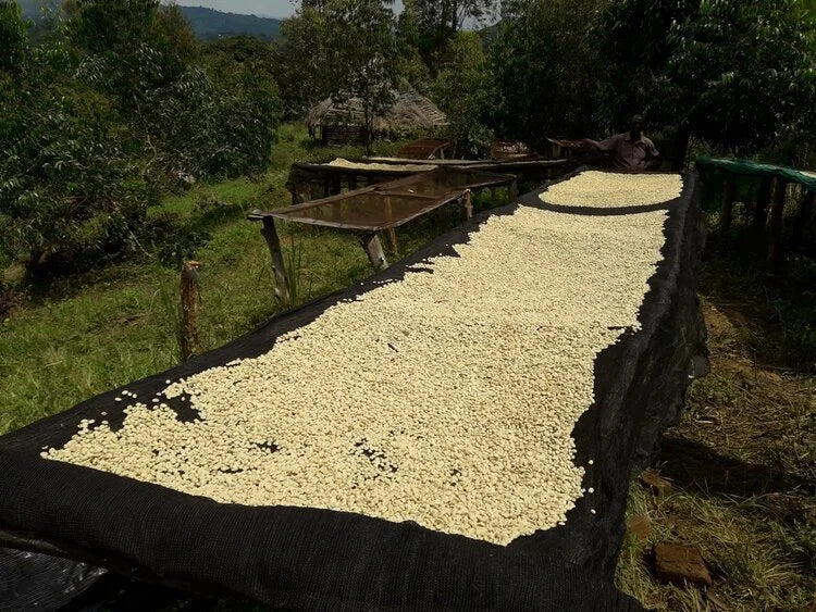 Half-en-half - Filter Blend (NEW)