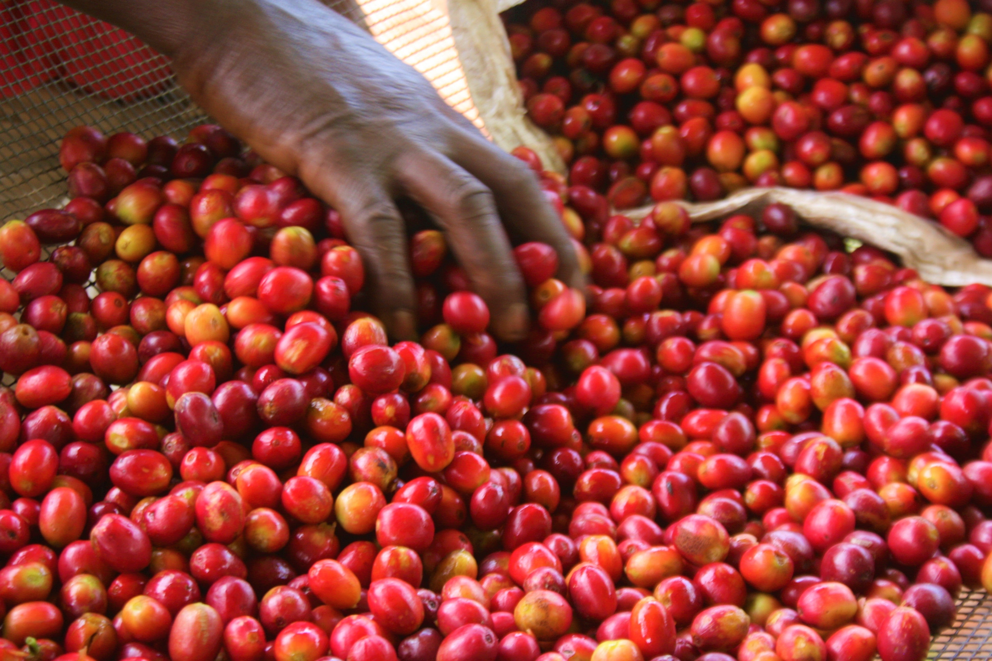 Burundi Turaco - Espresso NOUVEAU