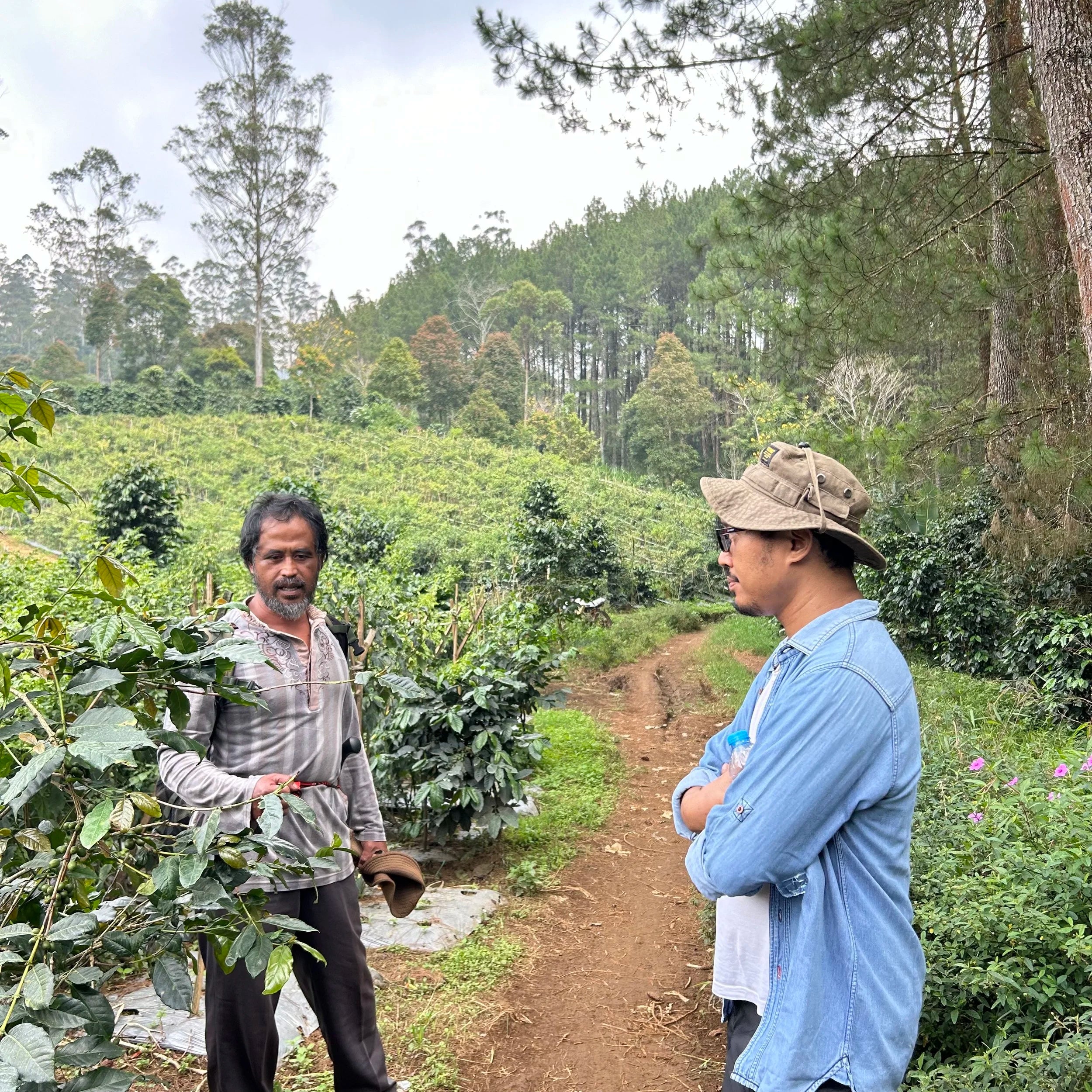 Indonesia Sunda- Espresso (NEW)