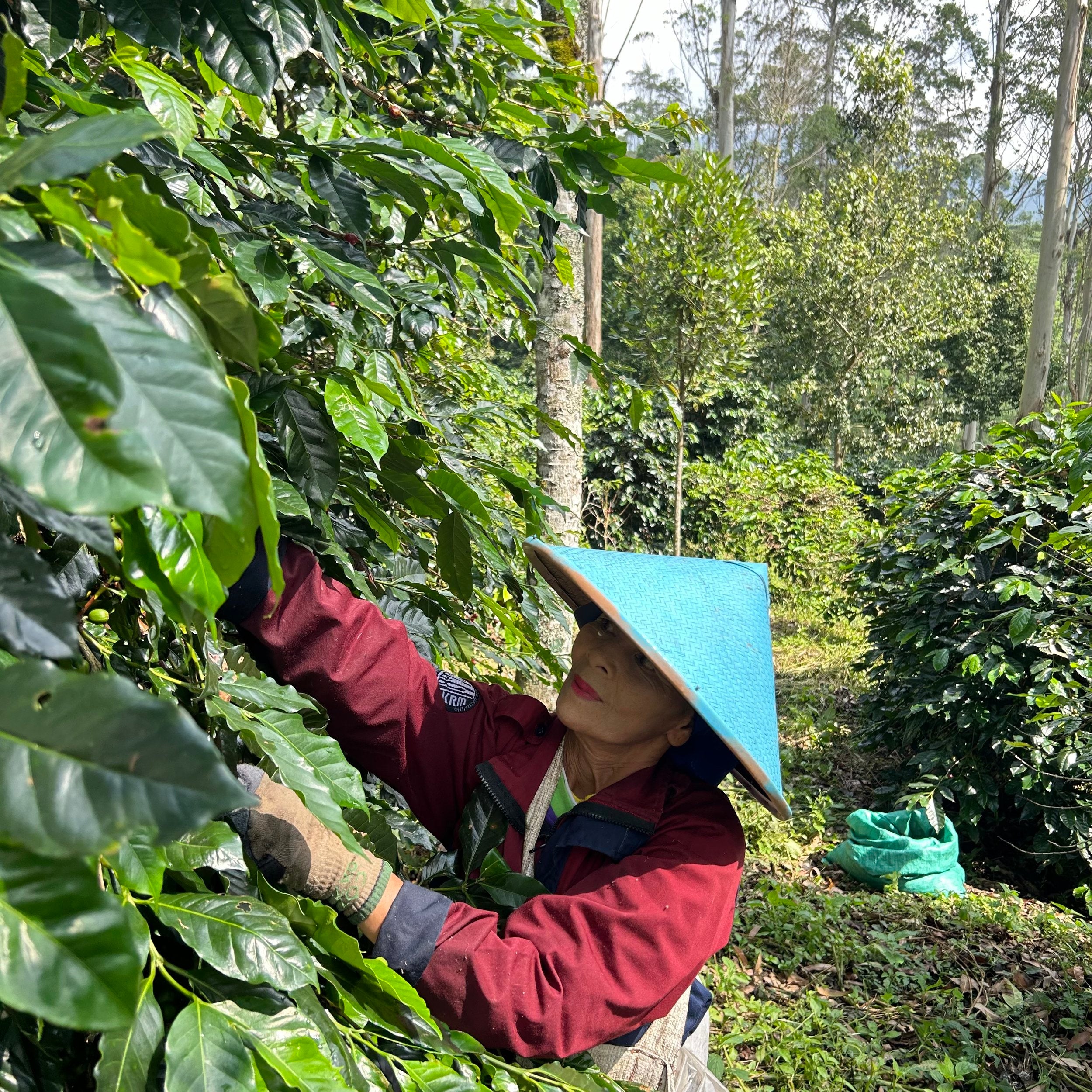 Indonesia Sunda- Espresso (NEW)